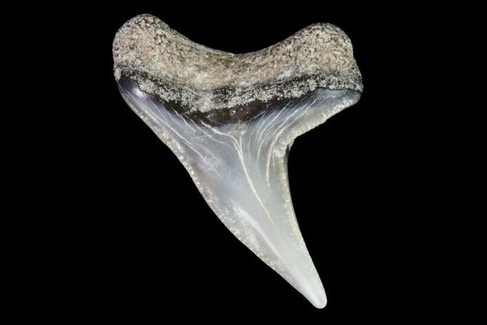 Colorful Fossil Tiger Shark (Galeocerdo) Tooth - Virginia #71136